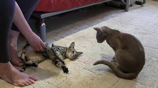 Коты ориенталы играют и размышляют