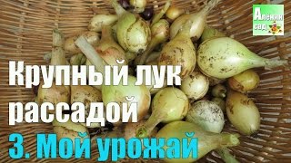 ОЧЕНЬ КРУПНЫЙ ЛУК рассадой. 3. Мой урожай