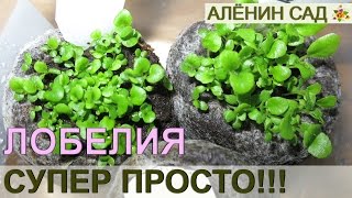 ПОСЕВ ЛОБЕЛИИ СУПЕР ПРОСТОЙ СПОСОБ!!! / Как очень просто посеять лобелию / Выращивание лобелии