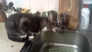 Кот с похмелья