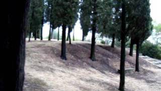 cypress forest