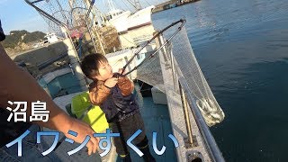 ３才【大漁】初めてのイワシすくい 【兵庫県 沼島】