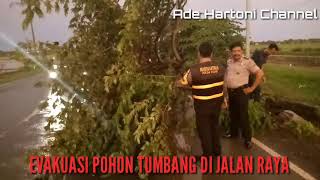 POHON TUMBANG KARENA HUJAN ANGIN - KERTAJATI - PAKUBEUREUM - MAJALENGKA