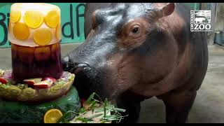 Baby Hippo Fiona Celebrates Her 4th Birthday - Cincinnati Zoo