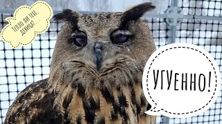 Весне - зимец. Сова Ёль отпросилась гулять на улицу