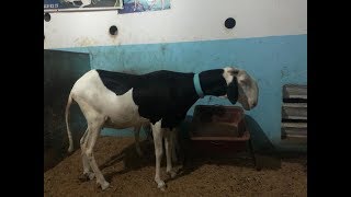FOIRE SECTORIELLE ADAM 2019 HLM GRND YOFF BERGERIE MOUHAMED RASSOUL PRT 13