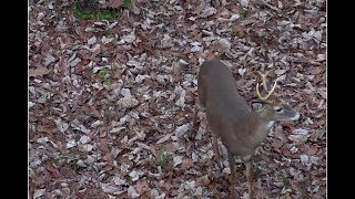 El venado de 6 puntas en busca de la primer hembra alborotada