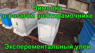 Зимовка пчел в шести рамочном рогатом улье