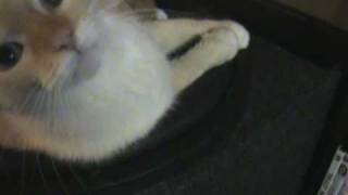 Cat Vs. Subwoofer SSD 18" Fi