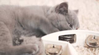 Richie the cat