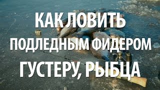 РЫБАЛКА ЗИМОЙ на ПОДЛЕДНЫЙ ФИДЕР. КАК ПОЙМАТЬ РЫБУ ГУСТЕРУ, РЫБЦА или ВИМБУ