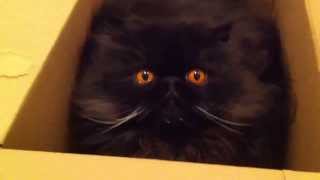 Sammy the Black Persian Cat in a Box