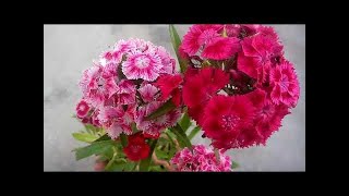 81 - Dianthus -Sweet William -Kharab mitti ko sahi karke Dianthus ko seed se grow karna (Hindi)