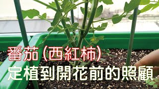 （城市農夫）番茄.西紅柿定植到開花前的照顧@陽台種菜