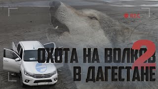 Охота на волка в Дагестане. Выстрел по волку в горах на 300 метров.
