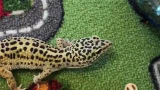 Пятнистая история. Затерянный Мир. Эублефар Лео. Eublepharis macularius. Leopard Gecko. Leo. Gecko.