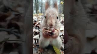 Опять Ушастик и орешек / Ushastik and nut