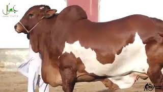 Maweshi Mandi 2019 | Cattle Farm | Asia's Largest Mandi | karachi