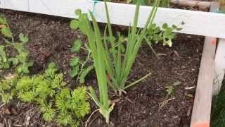 Лук Батун / Многоразовая срезка / Welsh onion