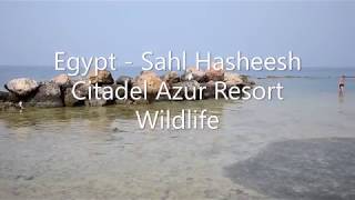 Sahl Hasheesh, Hurghada - Citadel Azur Resort (Albatros Citadel resort) - pláž