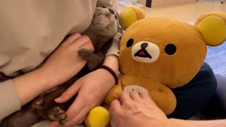 ぬいぐるみに嫉妬しぬいぐるみと対決するカワウソ Otter in a stuffed animal showdown with a stuffed animal