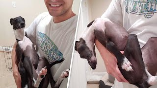 This dog 'switches off' when dad insists on taking selfie