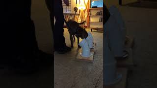 Scout learning scent tubes