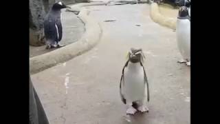 hardcore Penguin
