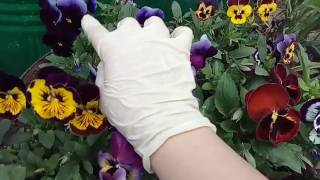 Секрет выращивания Виолы (Анютиных глазок)