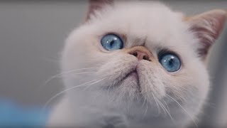 Catspiracy:  Why are Humans SO Obsessed with our POOP? (Uncensored)