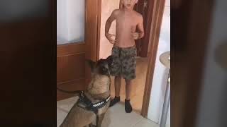 Niño de 8 años adiestrando malinois es mi hijo