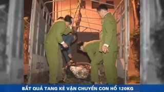 Bắt kẻ vận chuyển cá thể hổ nặng 1,2 tạ