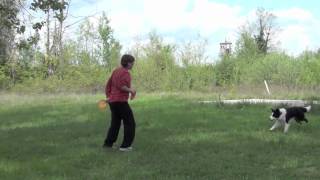 Chiara Zorzetto and Steve routine- disc dog frisbee freestyle dog training