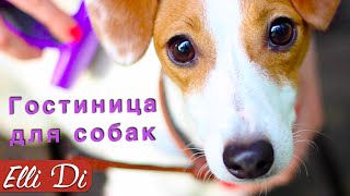 ОДИН ДЕНЬ ЩЕНКА | ГОСТИНИЦА ДЛЯ СОБАК | Elli Di Собаки
