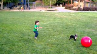 Cutest Funniest Dog Ever , Boston Terrier Playing Soccer (Football) with Large Ball