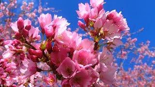 Весенние цветы. Нежность весенних цветов