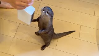 くねくね ダンシング カワウソ Wiggle Dancing Otter