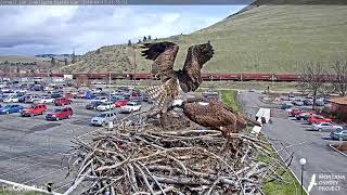 Fish-Filled Lunch On Hellgate Osprey Cam – April 17, 2019