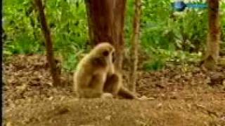 Monkey  funny