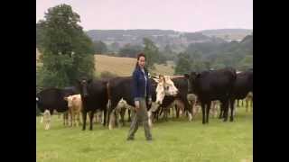 3 Animals in Britain