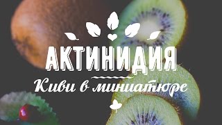КИВИ РАЗМЕРОМ С КРЫЖОВНИК или АКТИНИДИЯ! Выращивание, уход, польза!