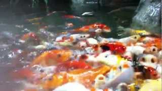 Карпы КОИ