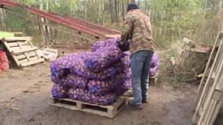 Сортировка картофеля КФХ "Дружба"