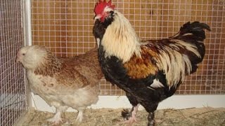 ФАВЕРОЛЬ//Характеристика породы кур