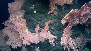 Colorful Corals from Luʻuaeaahikiikapapakū (PMNM) | Nautilus Live