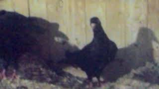 голуби ст отрадная