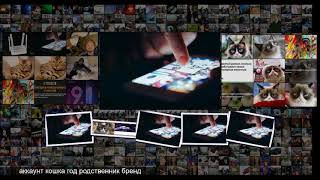 Эксперт предсказал будущее аккаунтов сердитой кошки Grumpy Cat в соцсетях