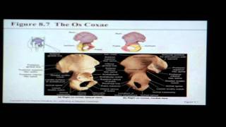 Anatomy and Physiology Help: Chapter 8 Appendicular Skeleton