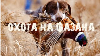 Охота на Фазана.2019.Лучшие налеты.