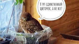 У совы Ёль утро началось не с кофе. Кошка Морошка уверена, что сыч Лучик не единственный цветочек